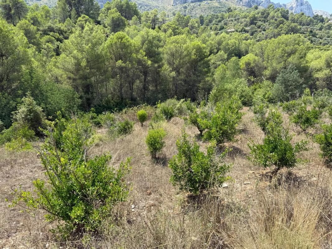 Terreno en venta en Vall de Gallinera, Alicante photo 3