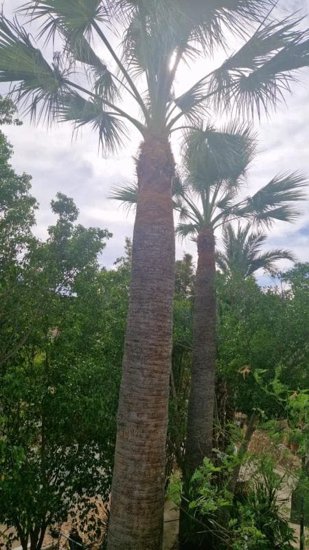 Venta de finca rústica en Partida Cautivador, 40 , Alfaz del Pi photo 3