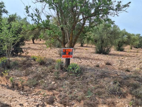 Terreno en Cv-81 s/n photo 3