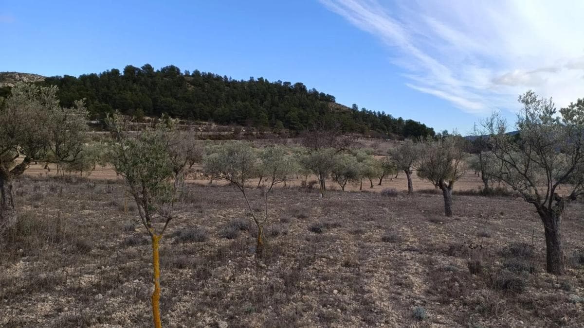 Terreno en venta en Biar, Alicante photo 4