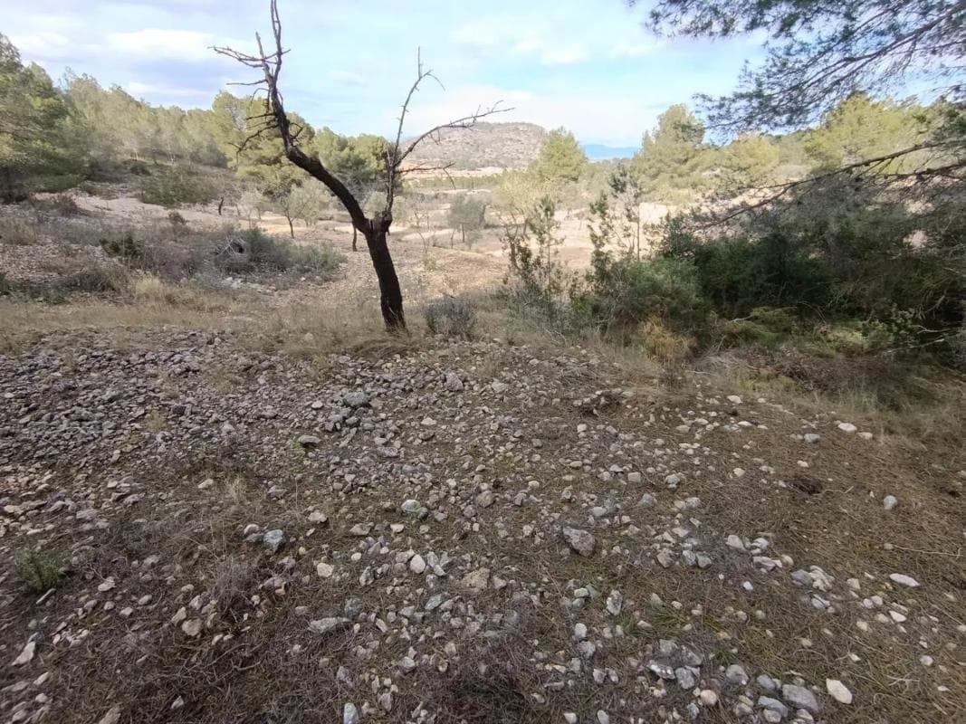 Terreno en venta en Hondón de las Nieves, Alicante photo 5