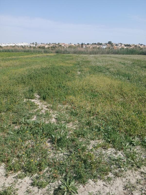 Terreno en venta en San Fulgencio, Alicante photo 3