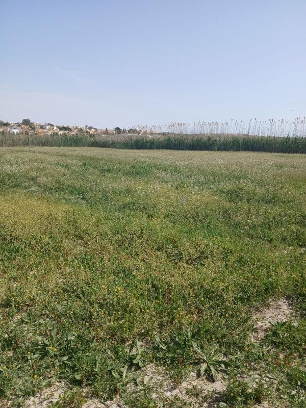 Terreno en venta en San Fulgencio, Alicante photo 4