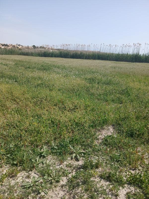 Terreno en venta en San Fulgencio, Alicante photo 5