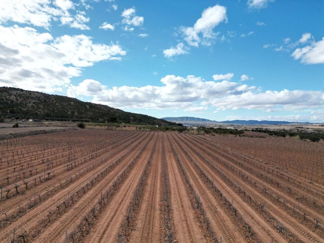 Terreno en venta en Pinoso, Alicante photo 3