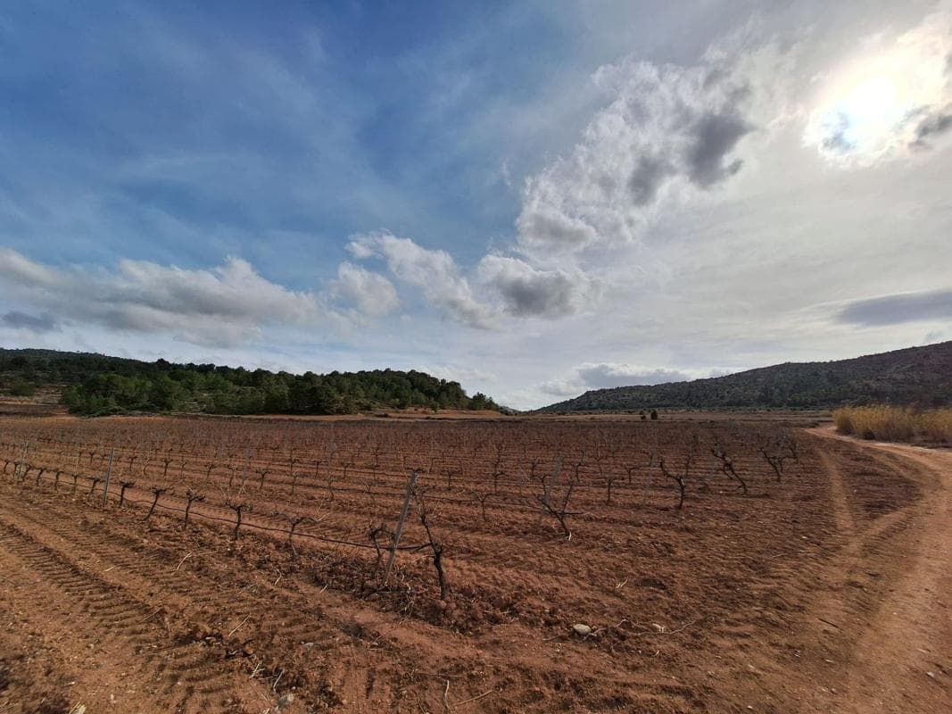 Terreno en venta en Pinoso, Alicante photo 4