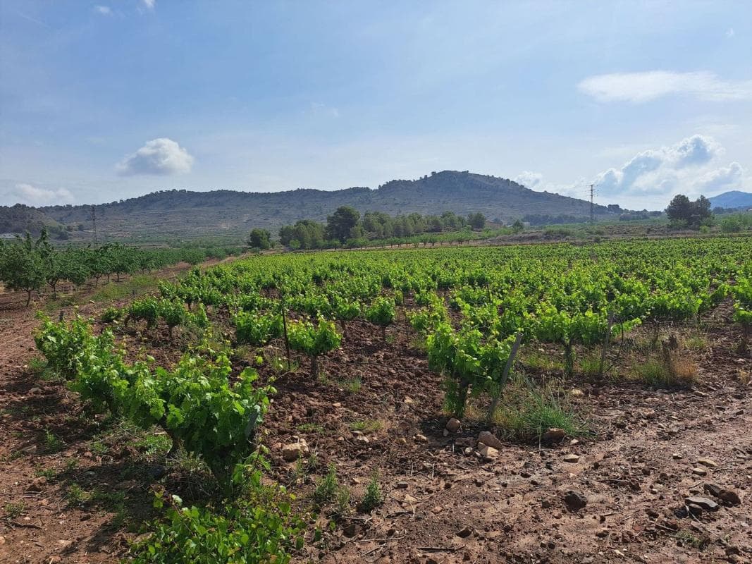 Terreno en venta en Pinoso, Alicante photo 2