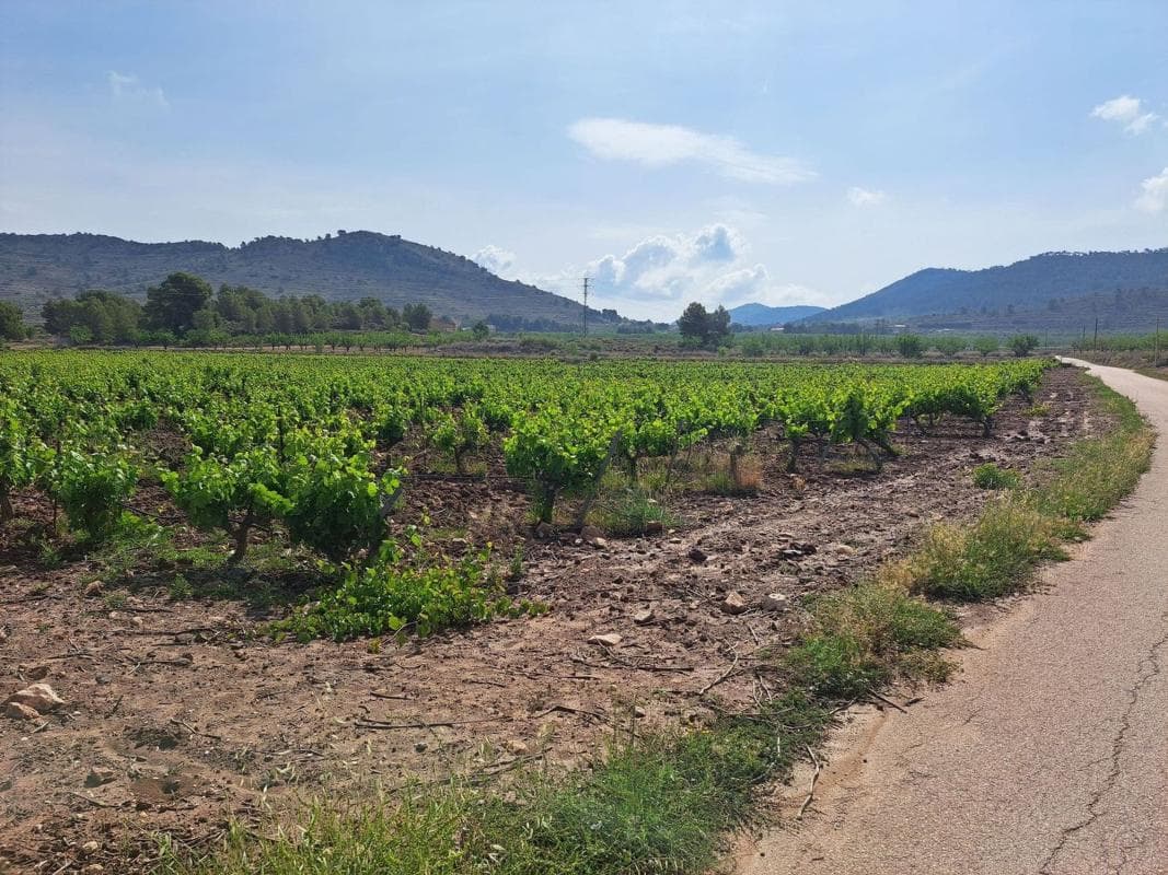 Terreno en venta en Pinoso, Alicante photo 3