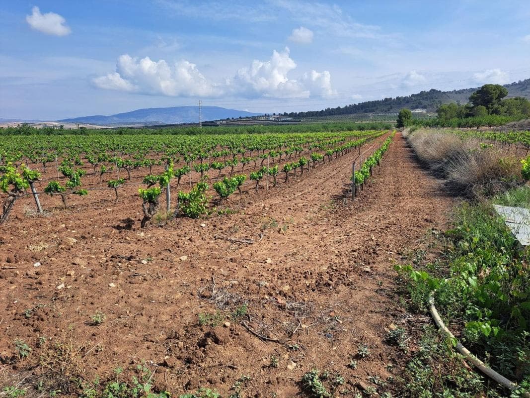 Terreno en venta en Pinoso, Alicante photo 4