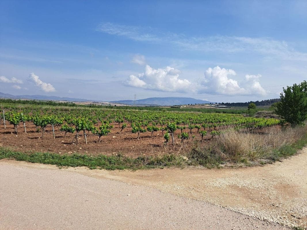 Terreno en venta en Pinoso, Alicante photo 5