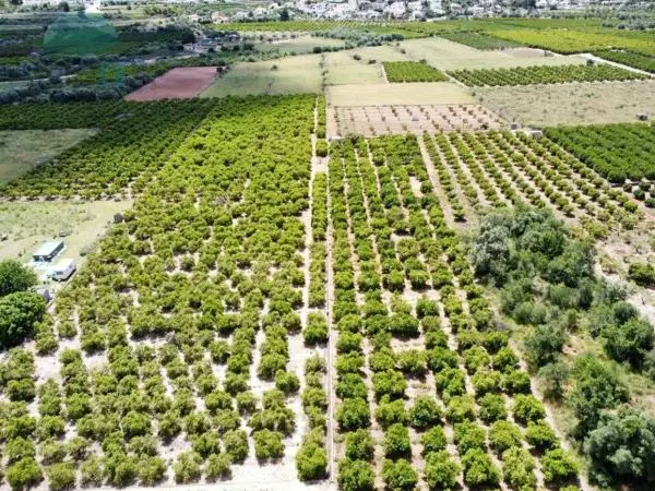 Terreno en Camino dels Plans, 122, Orba thumbnail 2
