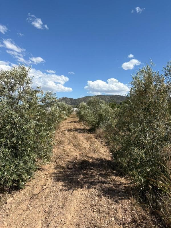 Terreno en venta en La Romana, Alicante photo 2