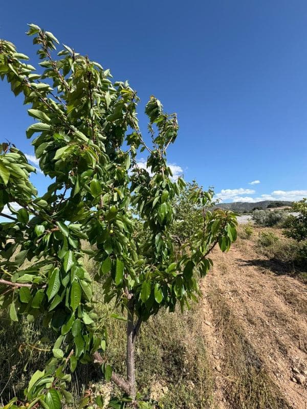 Terreno en venta en La Romana, Alicante photo 3