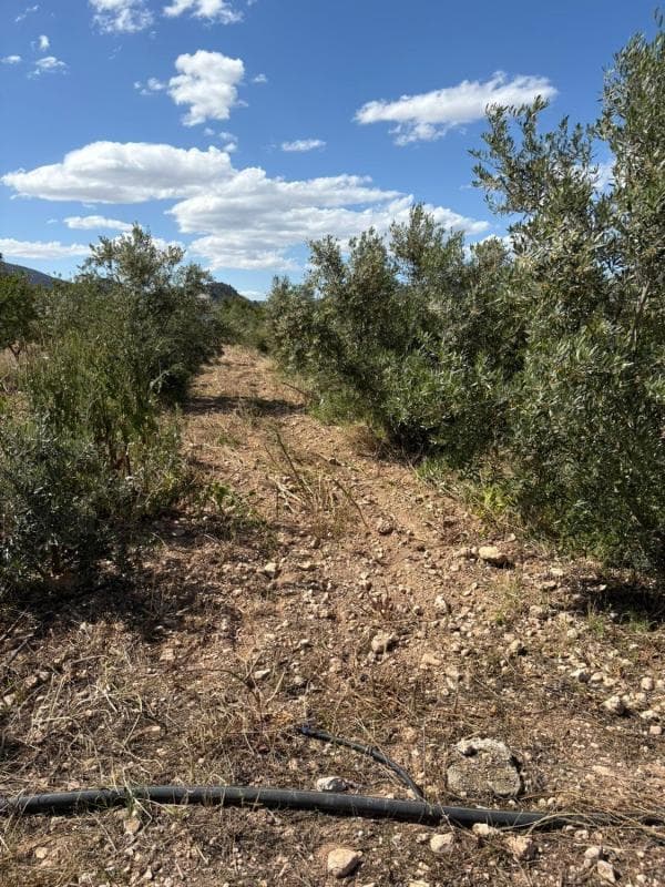 Terreno en venta en La Romana, Alicante photo 5