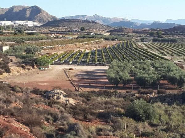 Terreno en Partida Sol del Camp, Agost photo 1