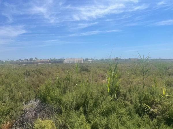 Terreno en Camino de la Torre los Pavos, Catral thumbnail 2
