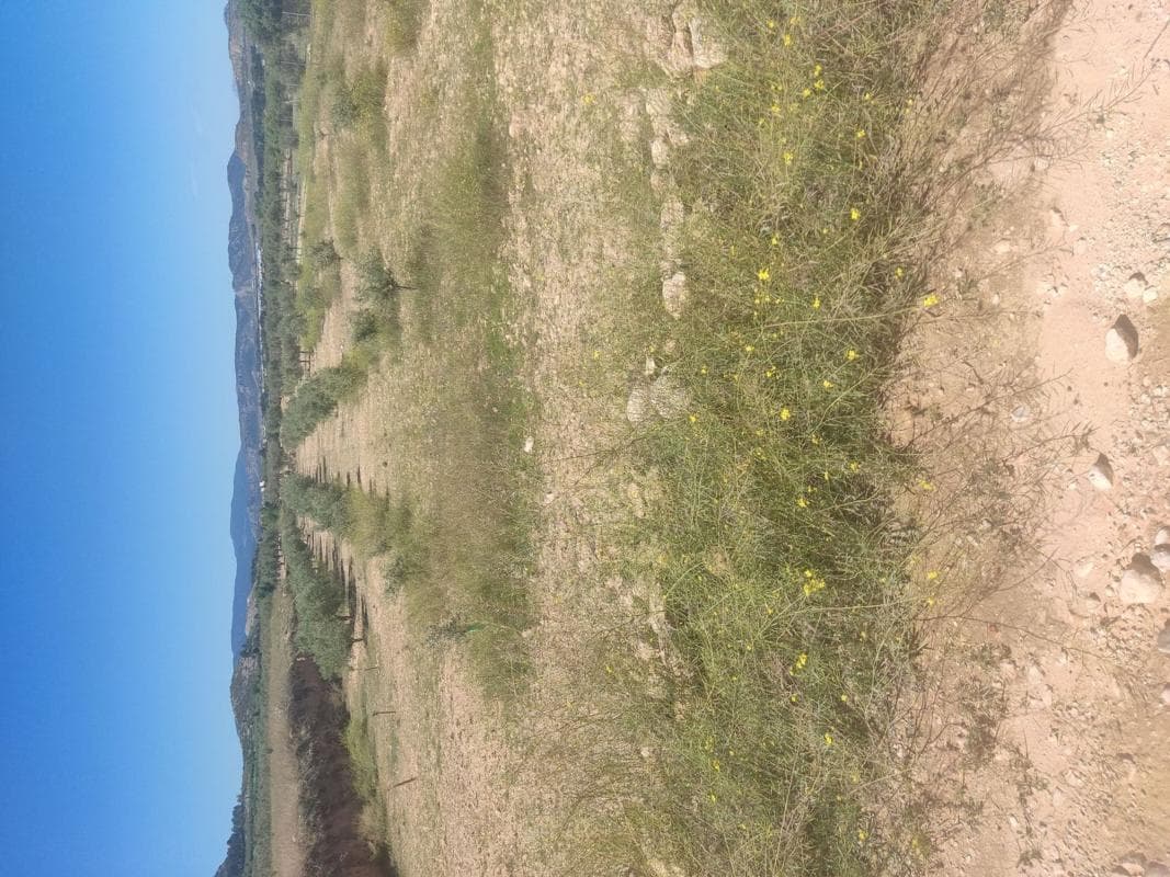Terreno en venta en Villena, Alicante photo 4