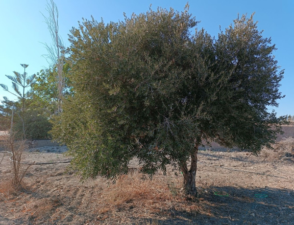 Finca rústica en venta en CM la Estación, 3