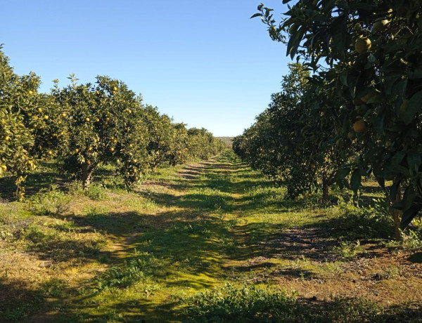 Terreno en venta en Pilas