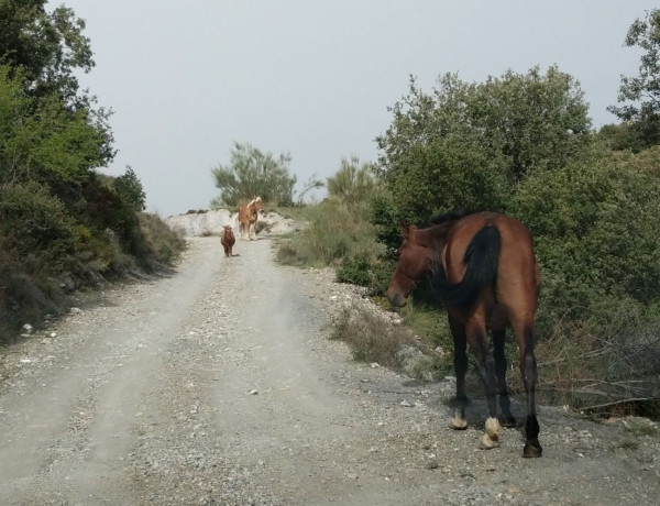 Finca rústica en venta en Vía