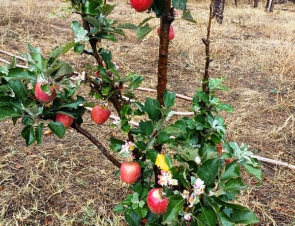 Finca rústica en venta en La Hoya Chiquita s/n