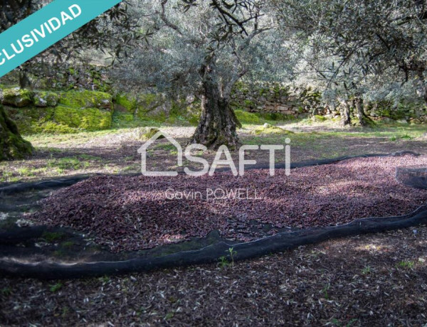 Descubre la magia del olivar en el corazón de la Sierra de Gata
