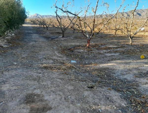 Rustic land For sell in Jumilla in Murcia 