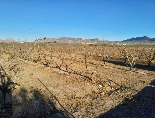 Rustic land For sell in Jumilla in Murcia 