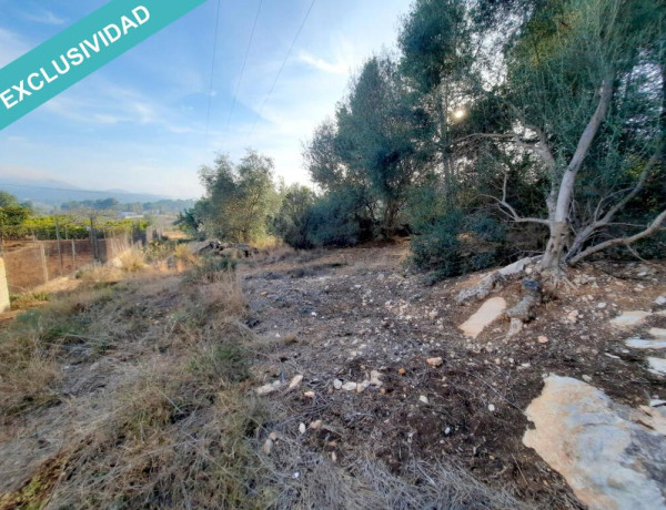 Rustic land For sell in Albalat Dels Taronchers in Valencia 