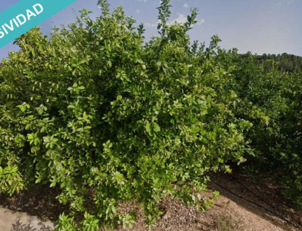 Rustic land For sell in Sellent in Valencia 