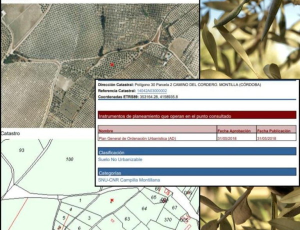 Dos Fincas Excepcionales en Montilla: Oportunidad Única para Inversores