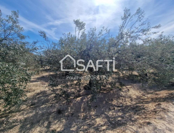 Rustic land For sell in Elche in Alicante 