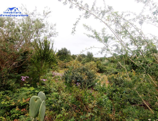 Rustic land For sell in Barlovento in Santa Cruz de Tenerife 