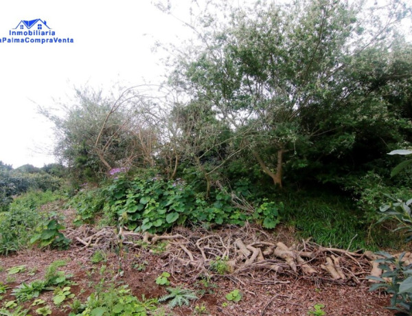 Rustic land For sell in Barlovento in Santa Cruz de Tenerife 