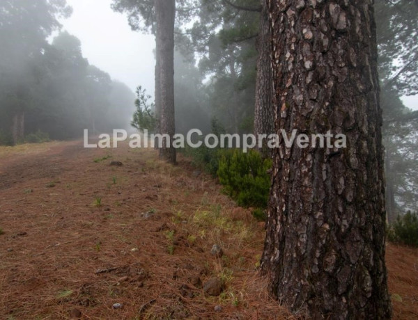 Rustic land For sell in Roque Faro in Santa Cruz de Tenerife 