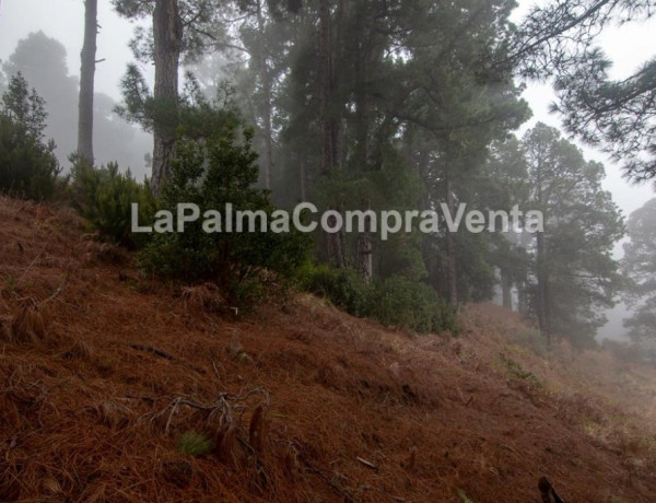 Rustic land For sell in Roque Faro in Santa Cruz de Tenerife 