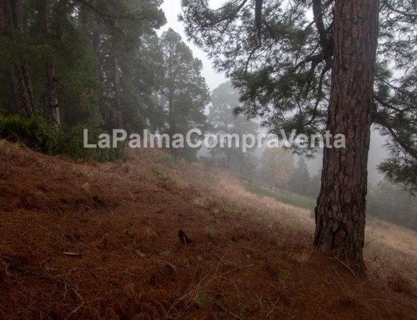 Rustic land For sell in Roque Faro in Santa Cruz de Tenerife 