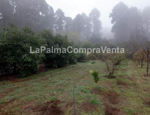 Rustic land For sell in Roque Faro in Santa Cruz de Tenerife 