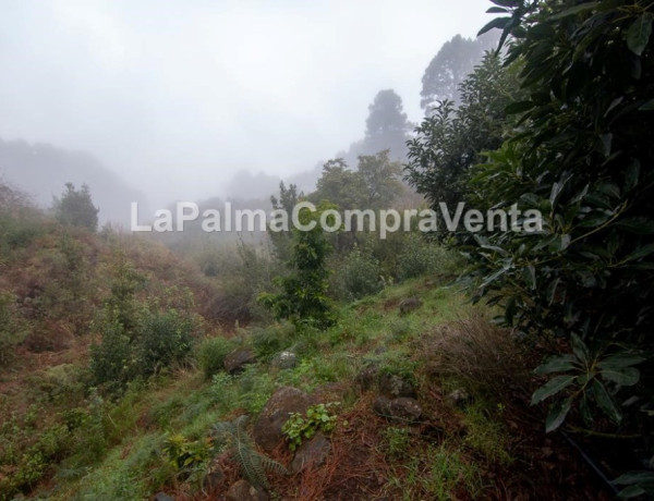 Rustic land For sell in Roque Faro in Santa Cruz de Tenerife 