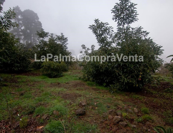 Rustic land For sell in Roque Faro in Santa Cruz de Tenerife 