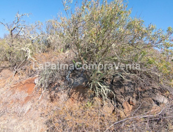 Rustic land For sell in Puntagorda in Santa Cruz de Tenerife 