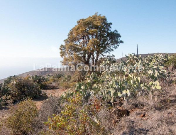 Rustic land For sell in Puntagorda in Santa Cruz de Tenerife 