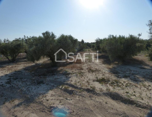 Rustic land For sell in Fortuna in Murcia 