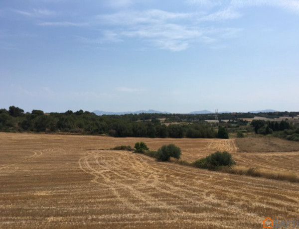 Rustic land For sell in Muro in Baleares 