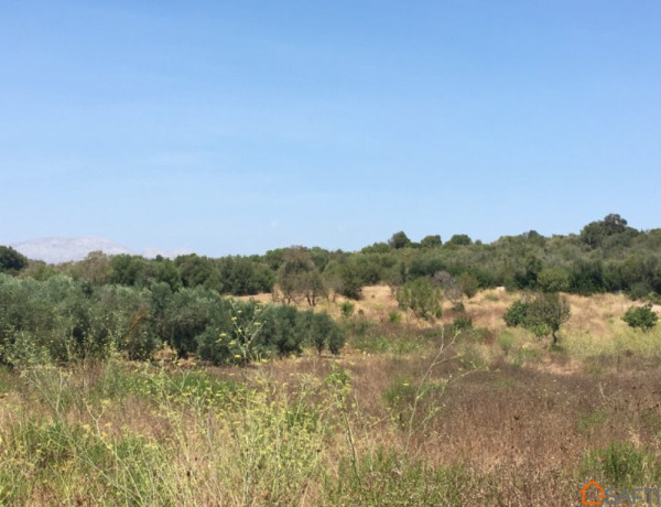 Rustic land For sell in Muro in Baleares 