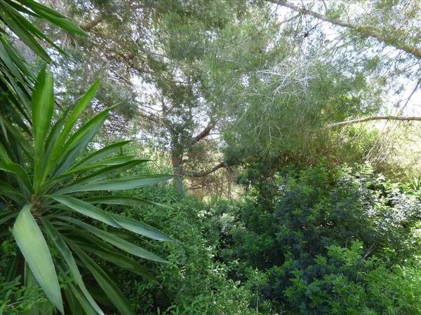 Terreno en La Viña - Montemar - San Jaime