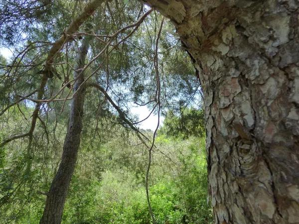 Terreno en La Viña - Montemar - San Jaime