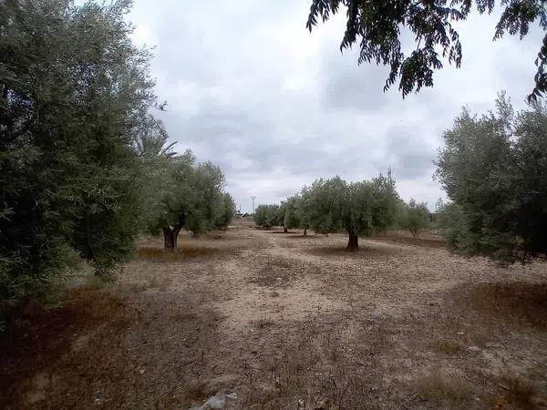 Terreno en vereda Virgen del Camino, 1