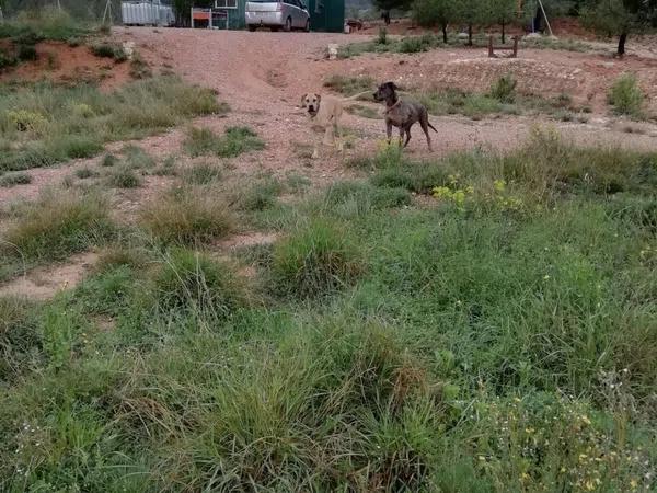 Terreno en Monovar