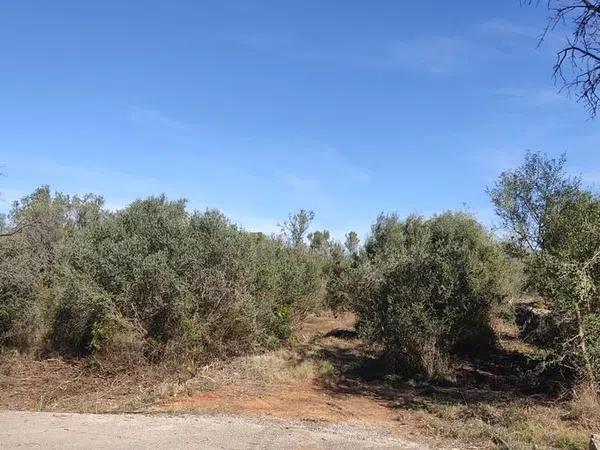 Terreno en Alcalalí